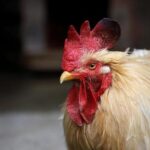 鶏チャーシュー